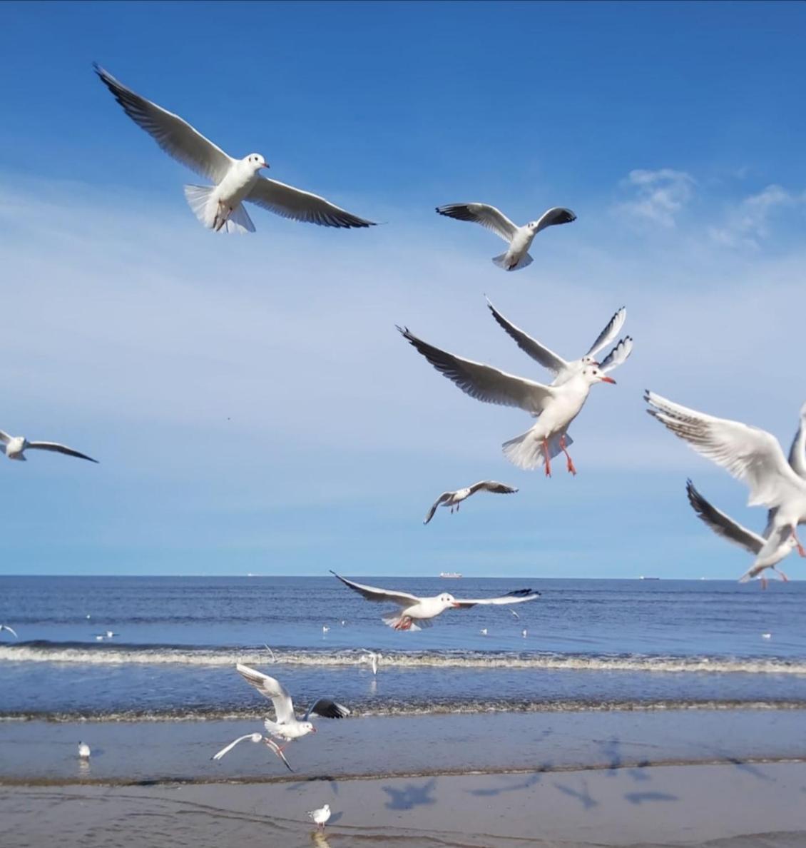 Lange Am Meer 제바트헤링스도르프 외부 사진